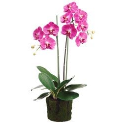 2-Tone Orchid