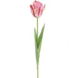 Pink/Red
