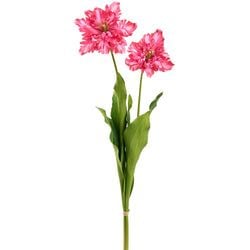 Cerise