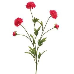 Cerise