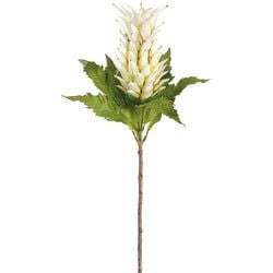 White/Green