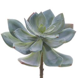Green/Gray