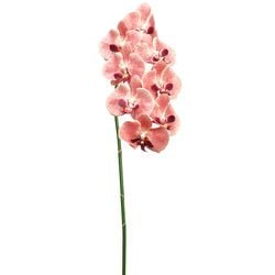 Options – Coral