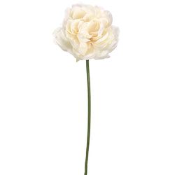 Cream/Blush