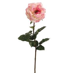 Cream/Pink