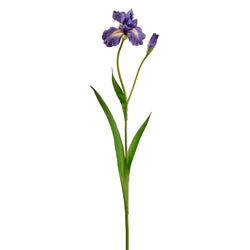 Options – Purple