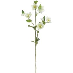 Cream/Green
