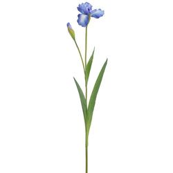 Options – Blue