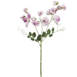 Cream/Lavender