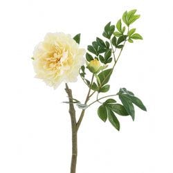 Soft Yellow