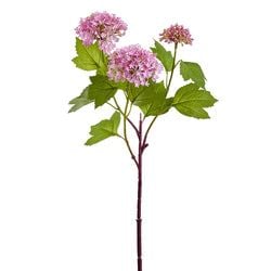 Boysenberry