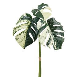 Green/Cream