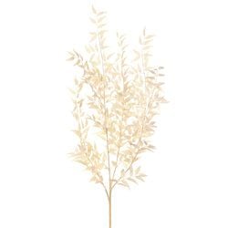 Options – Cream