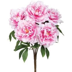 2 Tone Orchid