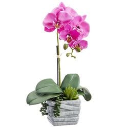 Orchid