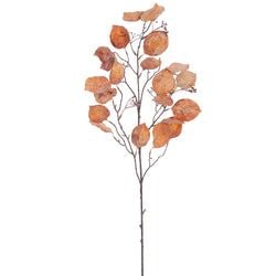 Options – Brown