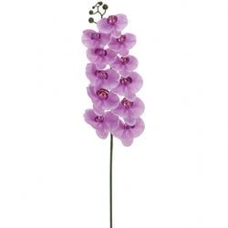 Lavender/Purple
