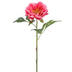 Options – Cerise