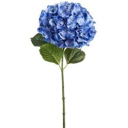 Options – Blue