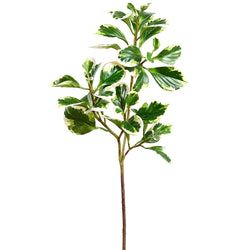 Variegated/Green