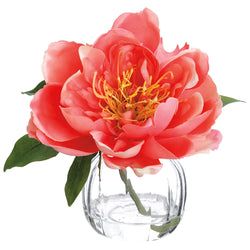 Options – Coral
