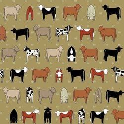 Colour – Mixed Cows