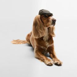 Barbouyr Dog Caps – Dog Wax Flat Cap | Olive