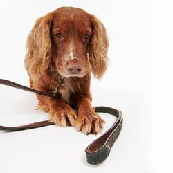 Barbour Dog Leads – Tartan Lead | Classic Tartan