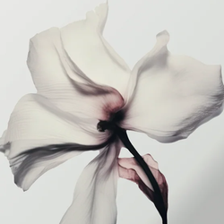 Similar Styles – White Shadow