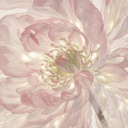 Pale Peony