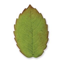 Variant – XXX Large Veined Rose Leaf Plunger