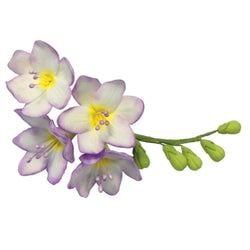 Variant – Freesia