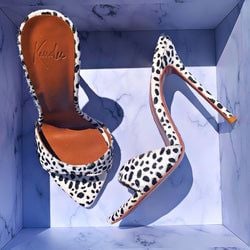 Colour – Dalmatian