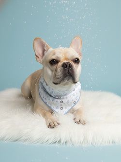 Available in – Dog