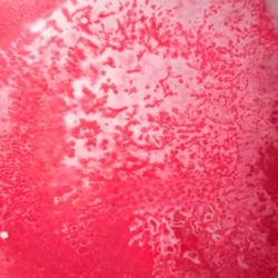 Color – Pink