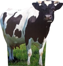 Jungle Stand Ups – Cow