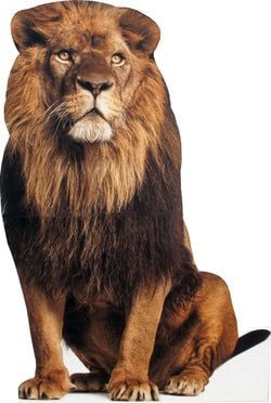 Jungle Stand Ups – Lion