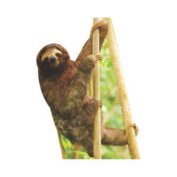 Jungle Stand Ups – Sloth