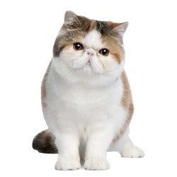 Cat Stand Ups – Exotic Short Hair