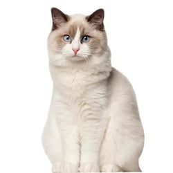 Cat Stand Ups – Ragdoll