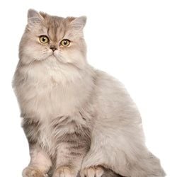 White Persian