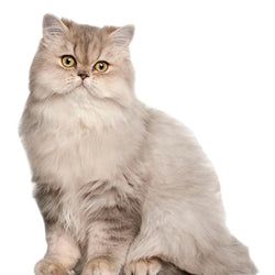 Cat Stand Ups – White Persian