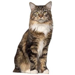 Cat Stand Ups – Brown Maine Coon