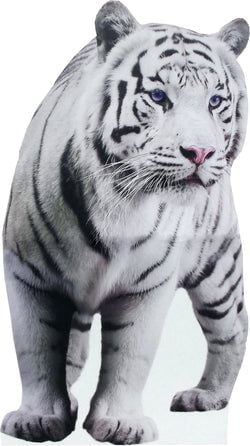 Jungle Stand Ups – White Tiger