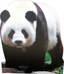 Jungle Stand Ups – Panda