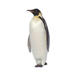 Jungle Stand Ups – Penguin