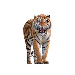 Jungle Stand Ups – Tiger