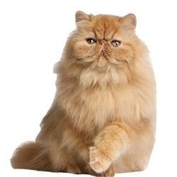 Cat Stand Ups – Orange Persian