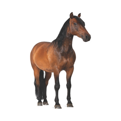 Jungle Stand Ups – Horse
