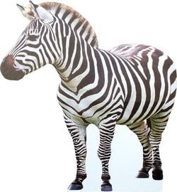 Jungle Stand Ups – Zebra